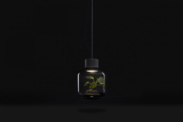 Lighting Meets Nature on this Inspiring Creation by Nui-Studio